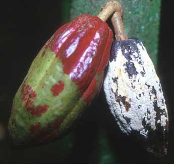 cacao yield assay